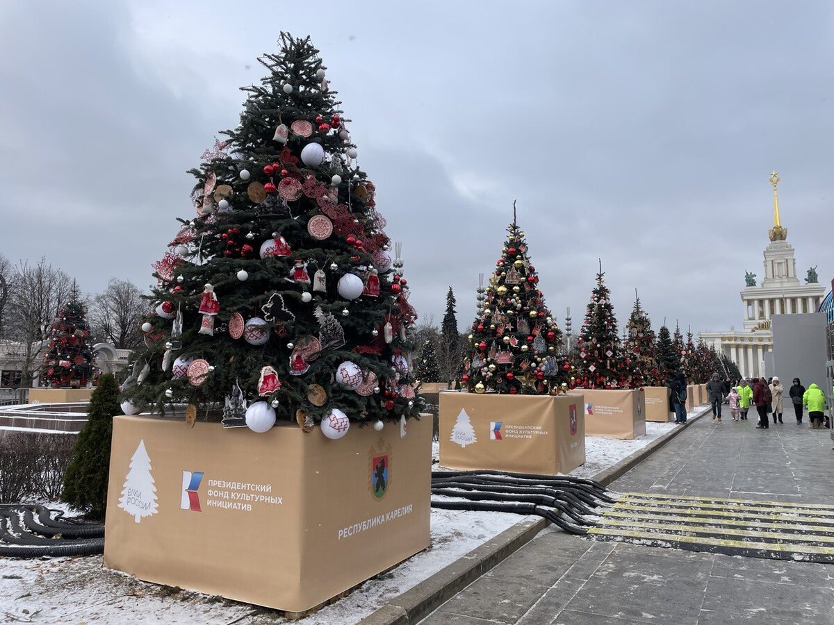 Карельская ель первой встретит гостей на главной аллее ВДНХ | Столица на  Онего - новости Петрозаводска и Карелии | Дзен