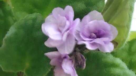 ДОМ. САД. ОГОРОД | Как избавиться от мошек в квартире. Если завелись ...