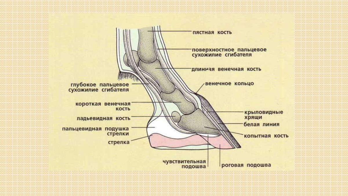 Сухожилие животных