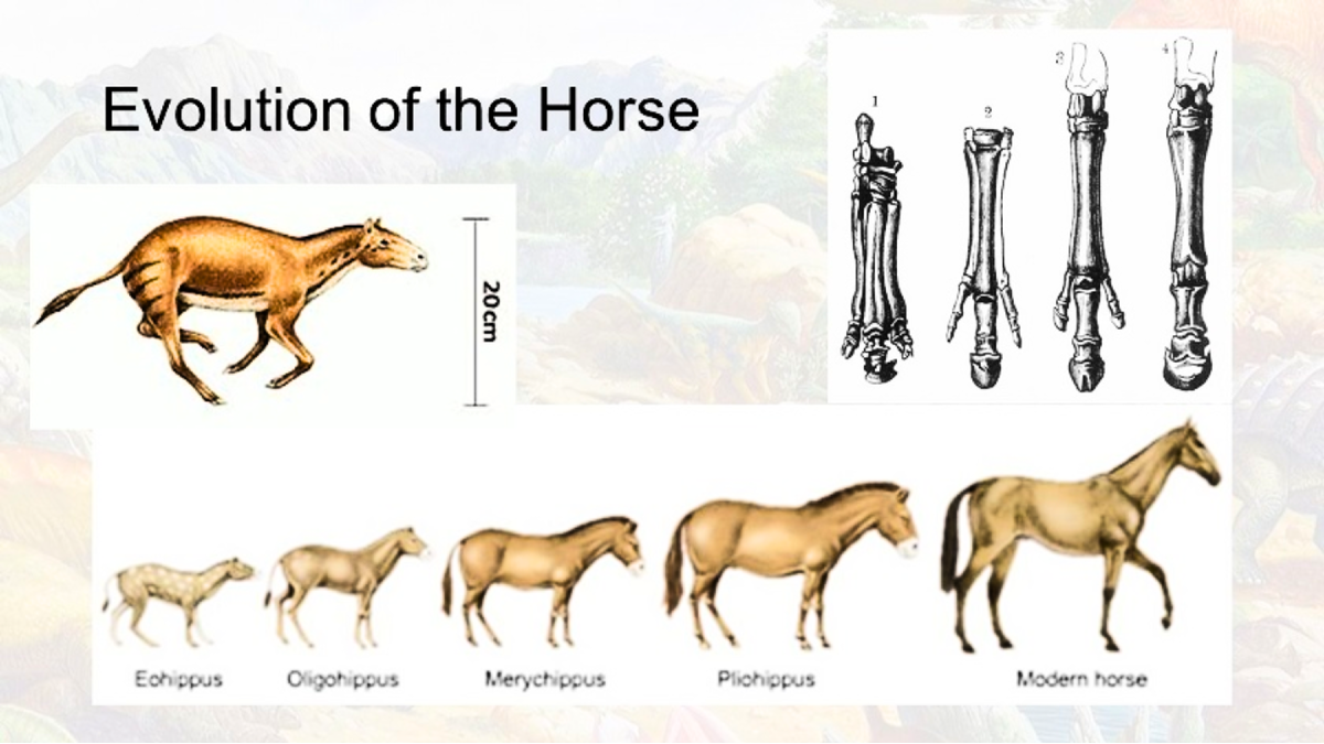 Современная лошадь эволюция. Эогиппус филогенетический ряд. Филетическая Эволюция лошади. Эволюционное Древо лошади. Эволюция лошадей эогиппус.