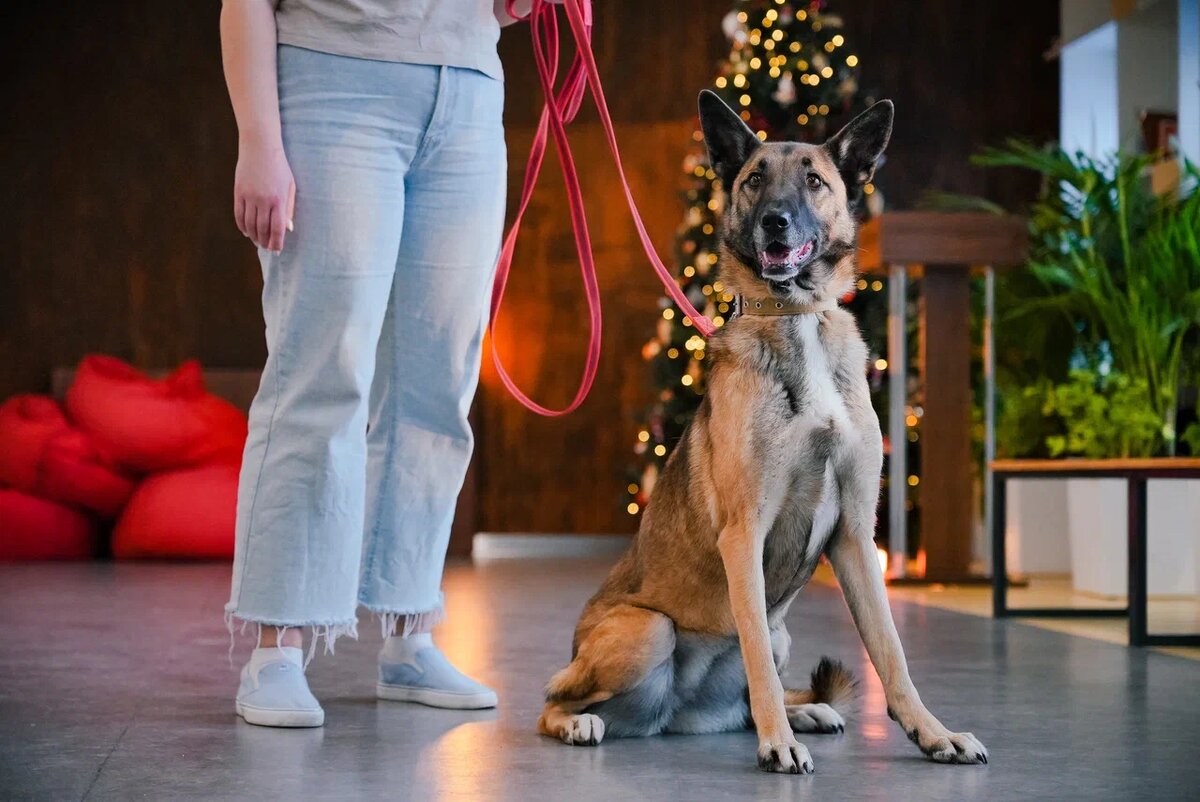 Белла, 5 лет 3 месяца