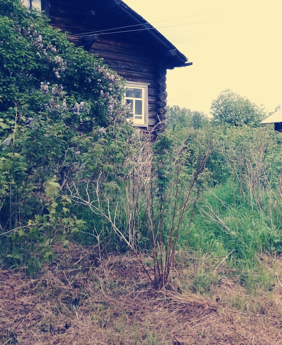 Малина, колючий шиповник и кусты сирени свободно разрослись по всему участку, сделав дорогу практически непроходимой.