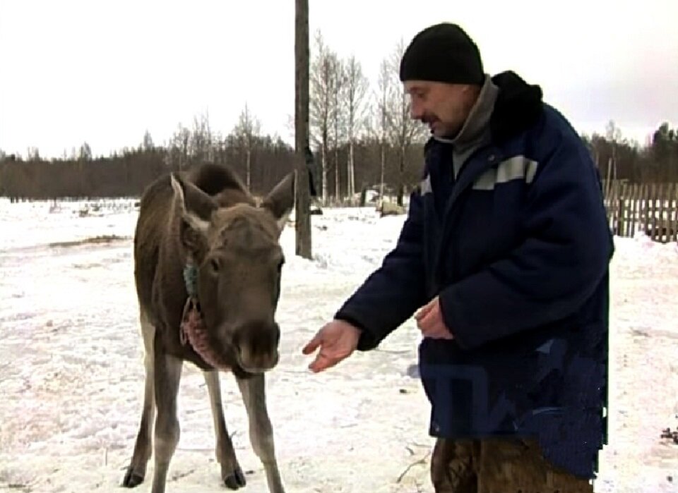 Майя любит есть геркулес и хлеб