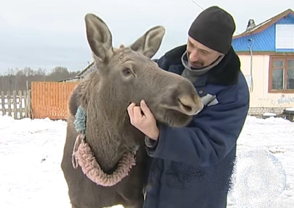 Домашняя лосиха