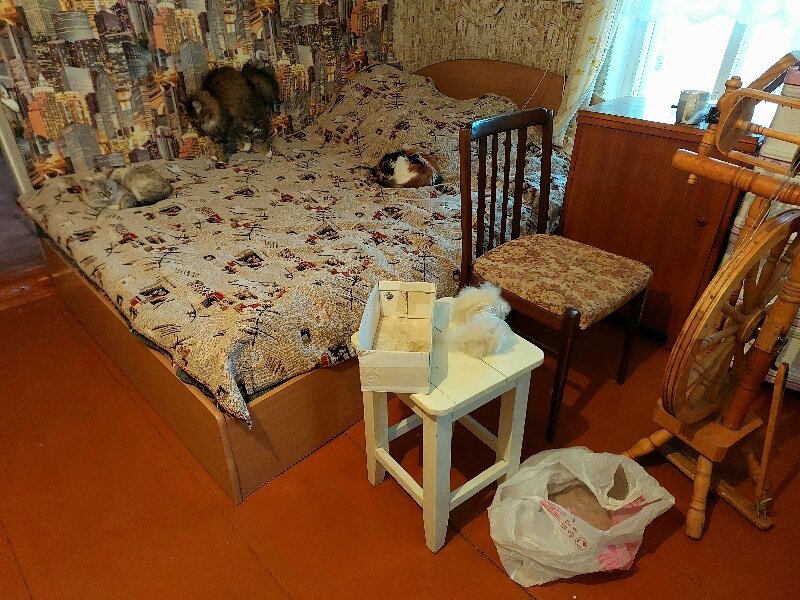 Мое рабочее место на фоне кошек 😆