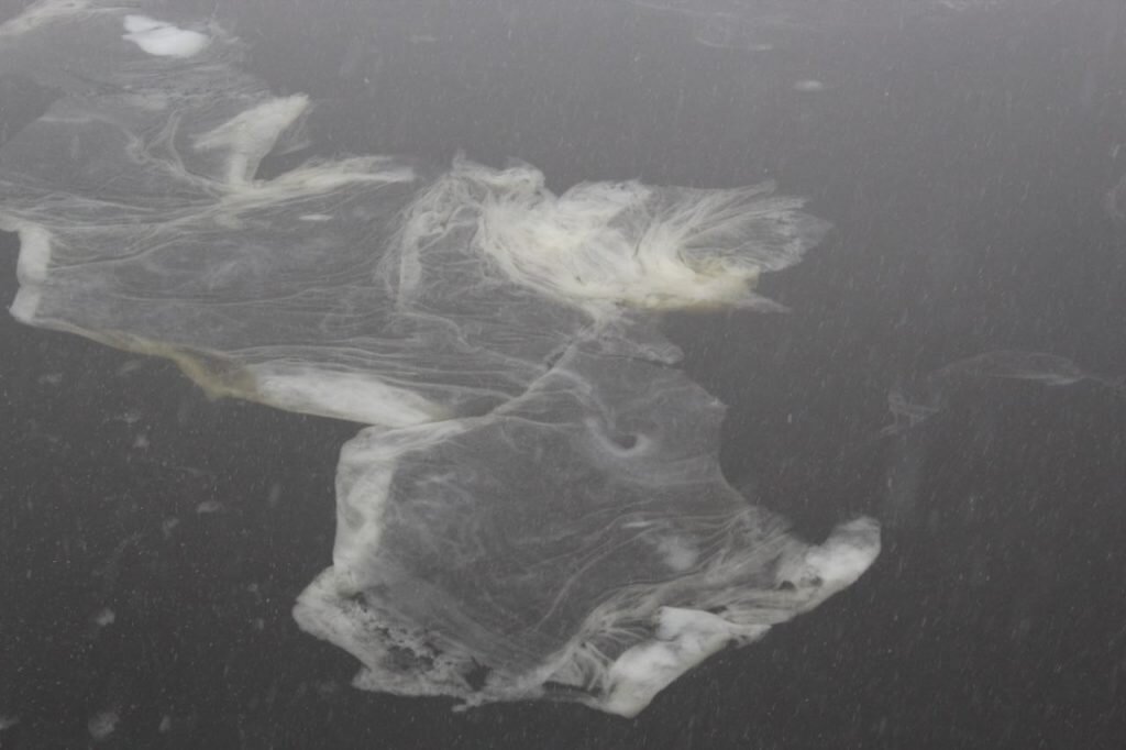    Снежура в реке Мойке. Фото: Мойка78