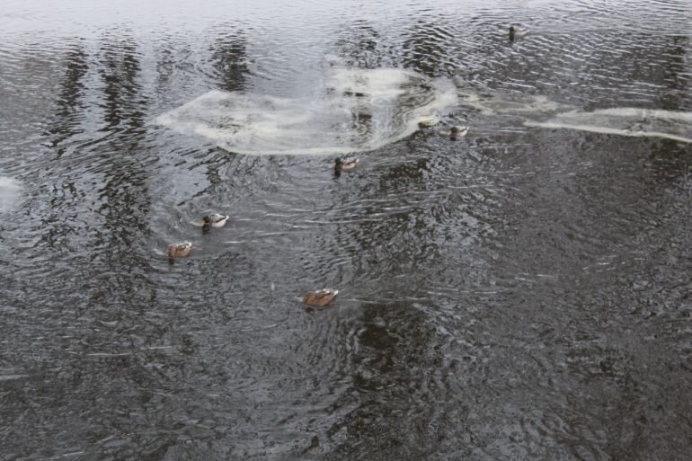    Снежура в реке Мойке. Фото: Мойка78