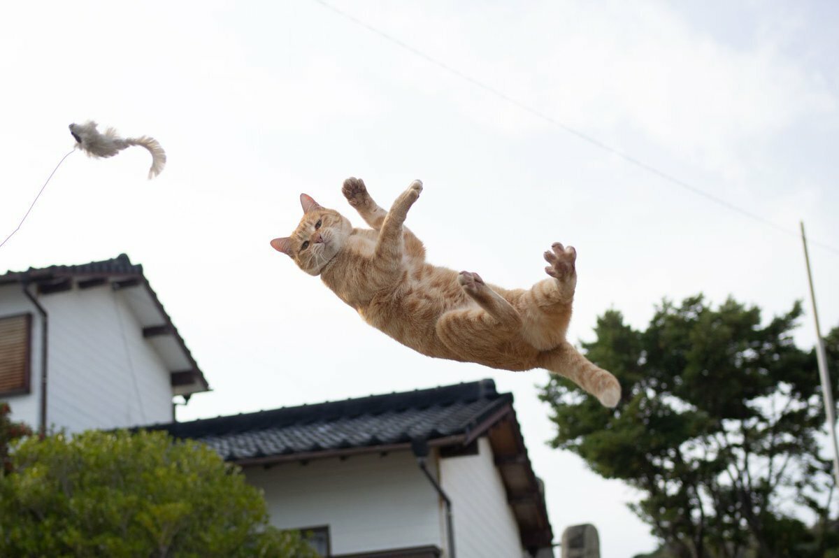 Гифка счастливый кот. Кот ползет гиф. Кот прыгает. Кошка падает. Кот нападает гиф.