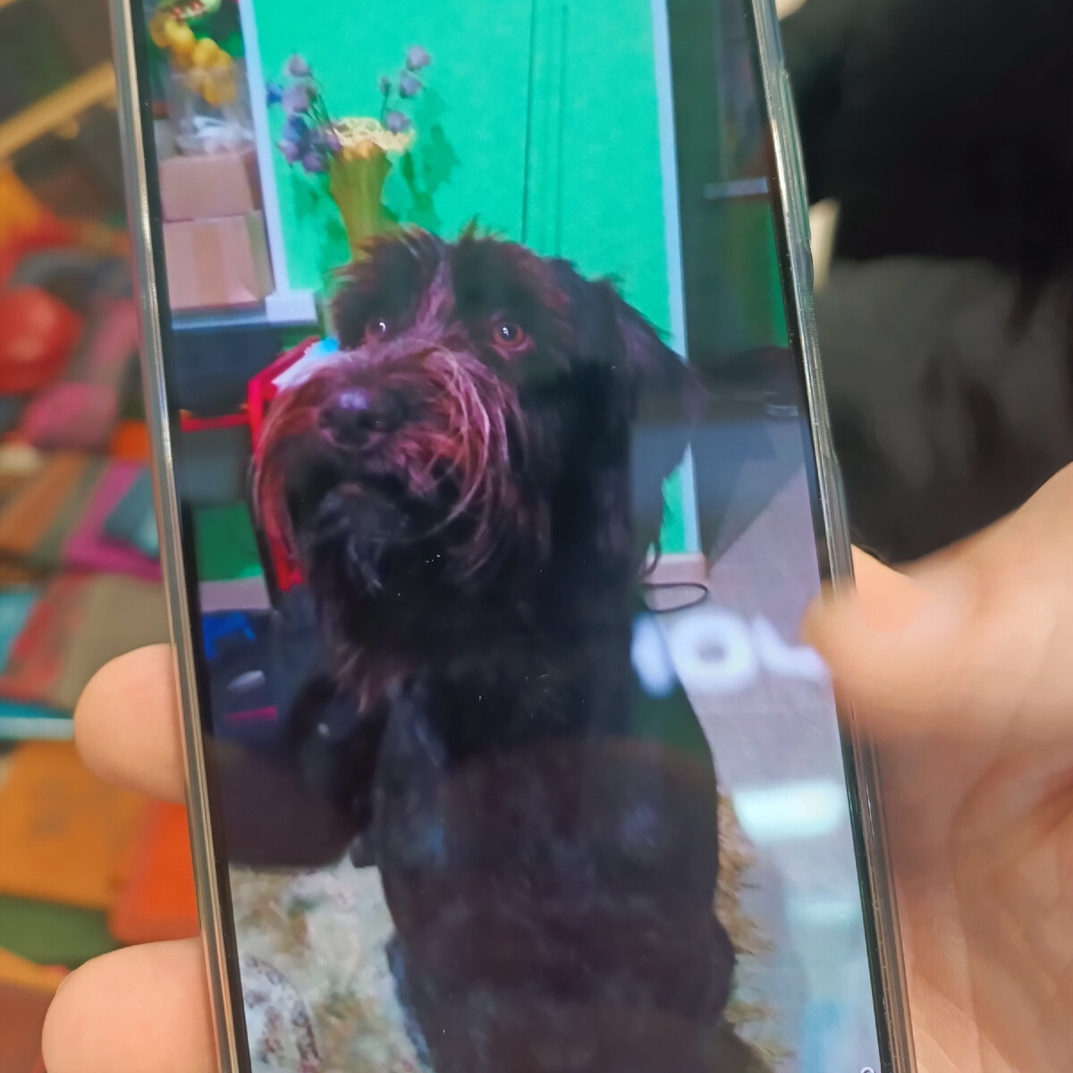 премилая сучка дратхара (видение покупателя)