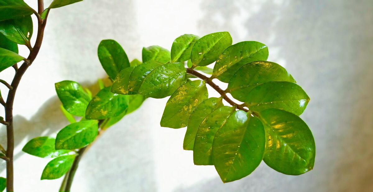 Тот малыш из Воронежа был вдвое короче своего потомка на фото.