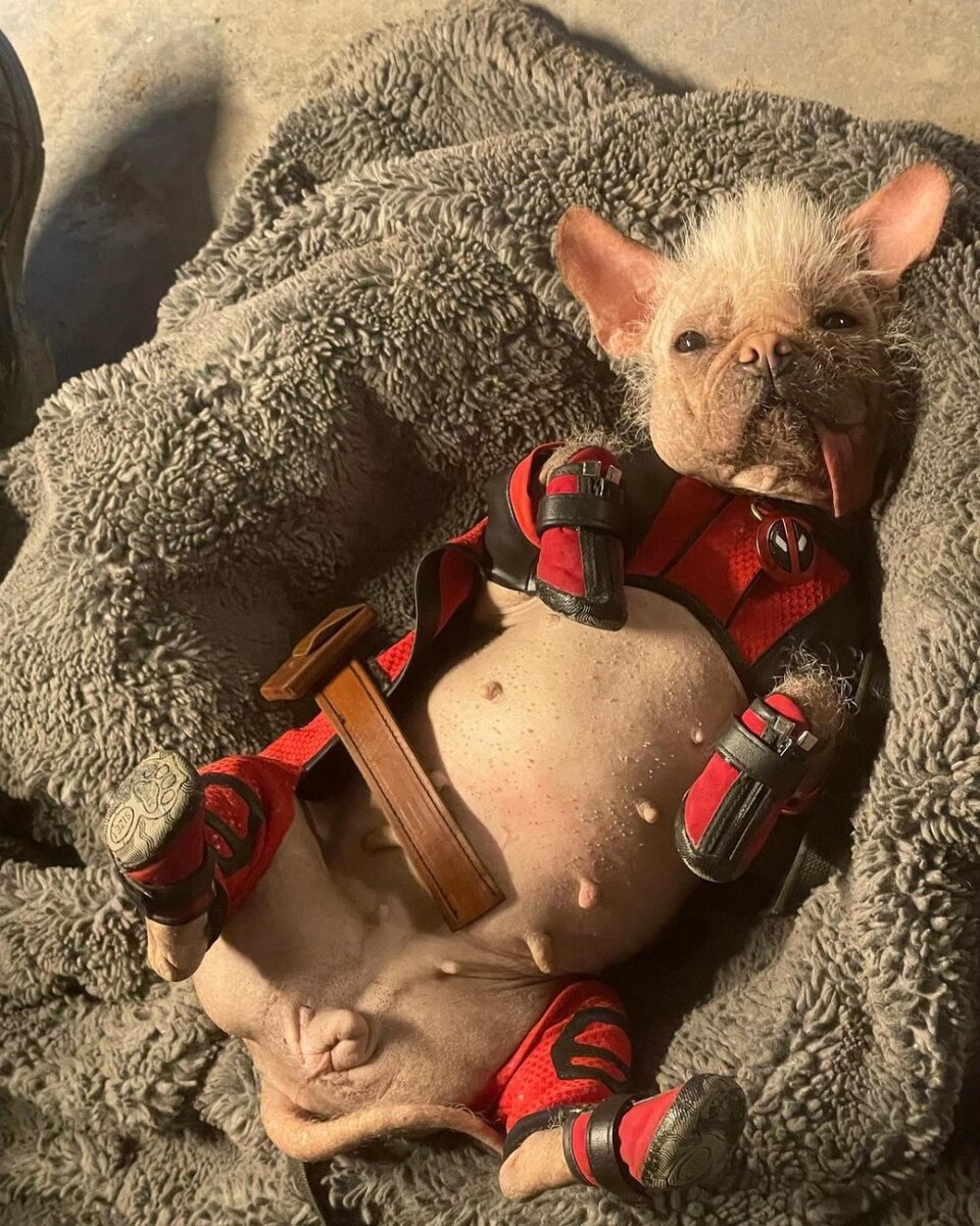     Догпул, кадр со съемок фильма «Дэдпул 3» (2024) / Фото: Instagram*/dogpool/ *соцсеть признана в России экстремистской и запрещена