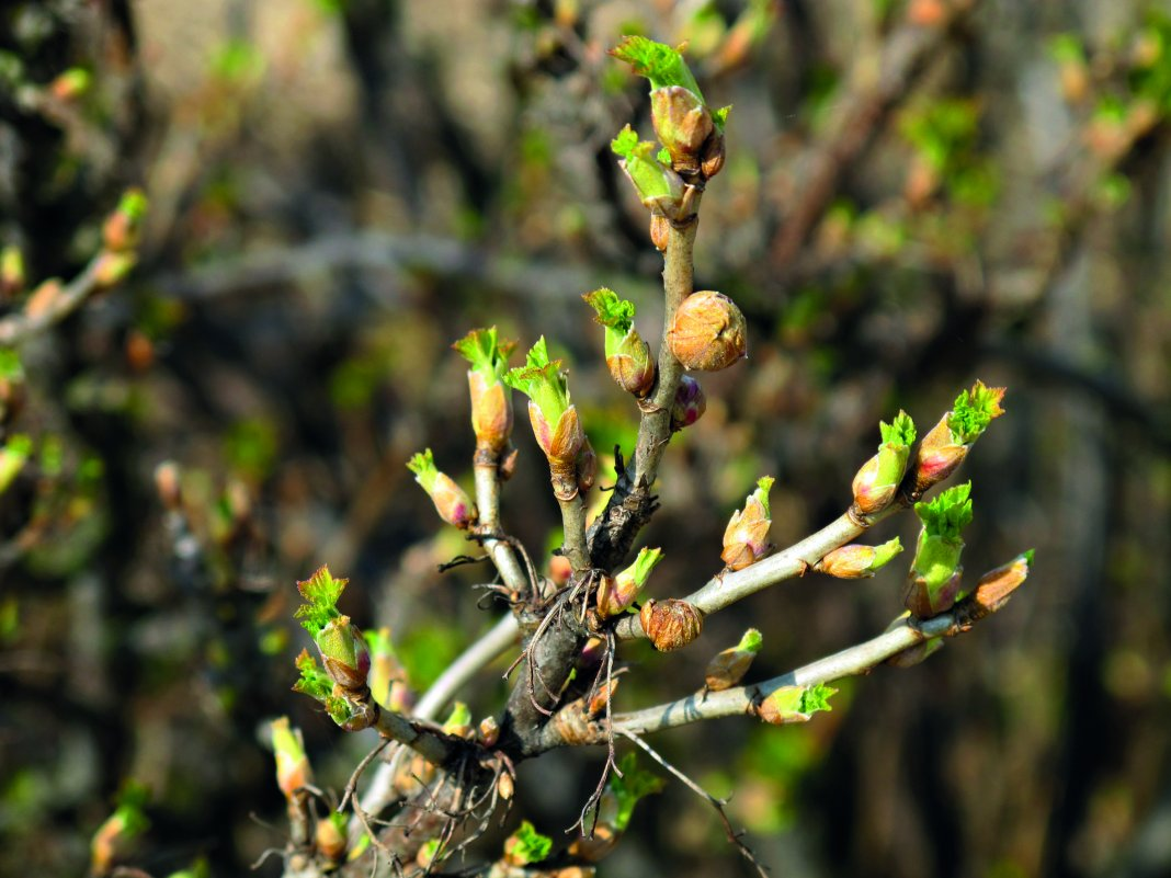 Фото: Botanichka