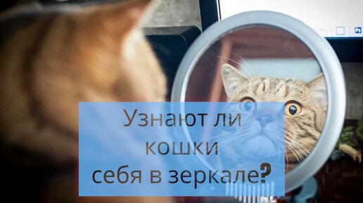 Узнают ли кошки себя в зеркале?