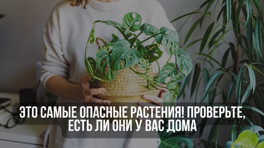 Это самые опасные растения! Проверьте, есть ли они у вас дома