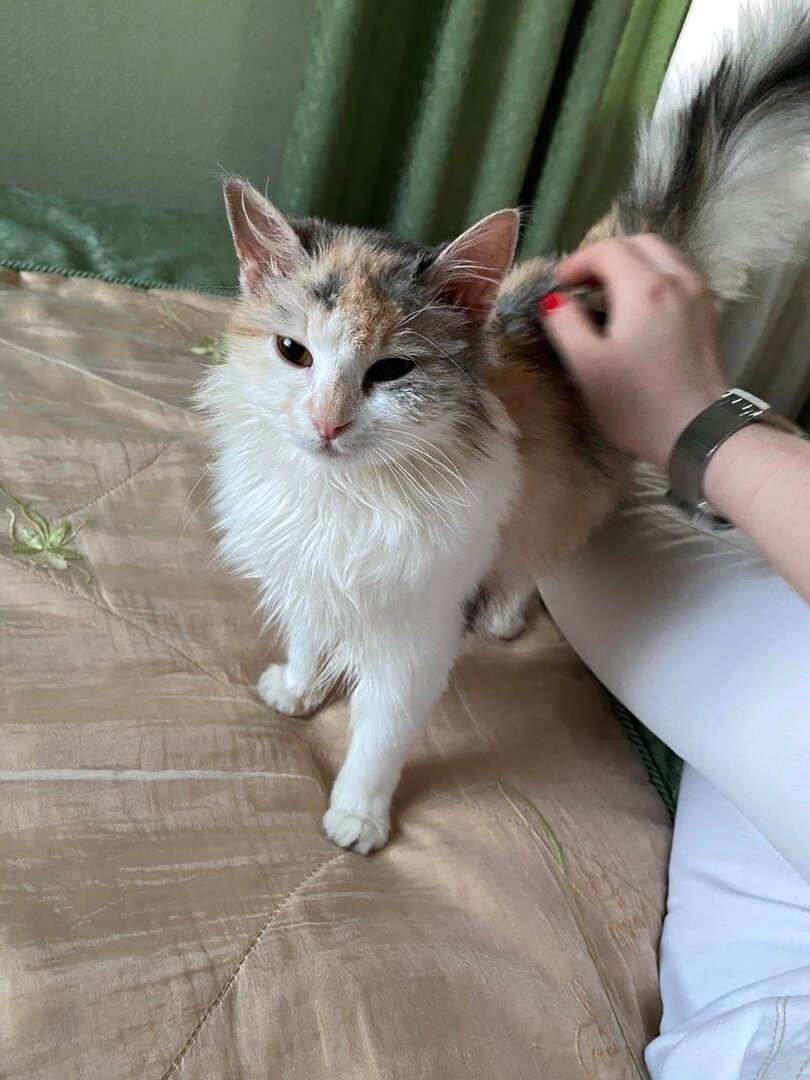 Кошка три дня. Кошка три дня