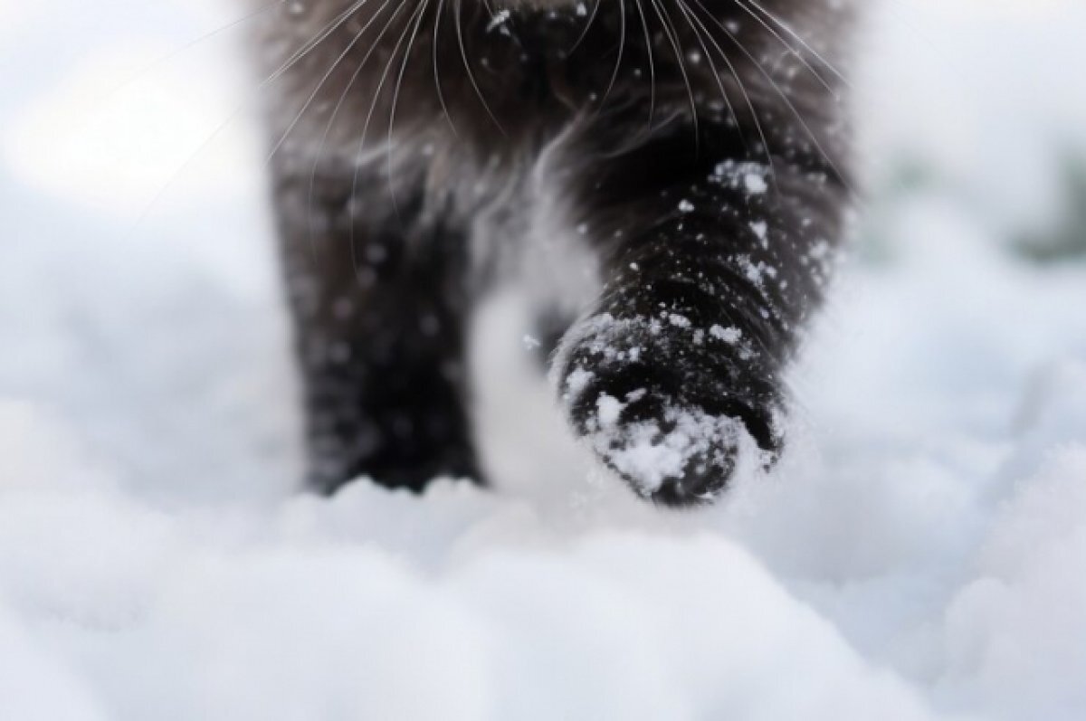    В Тверской области вырастут декабрьские сугробы