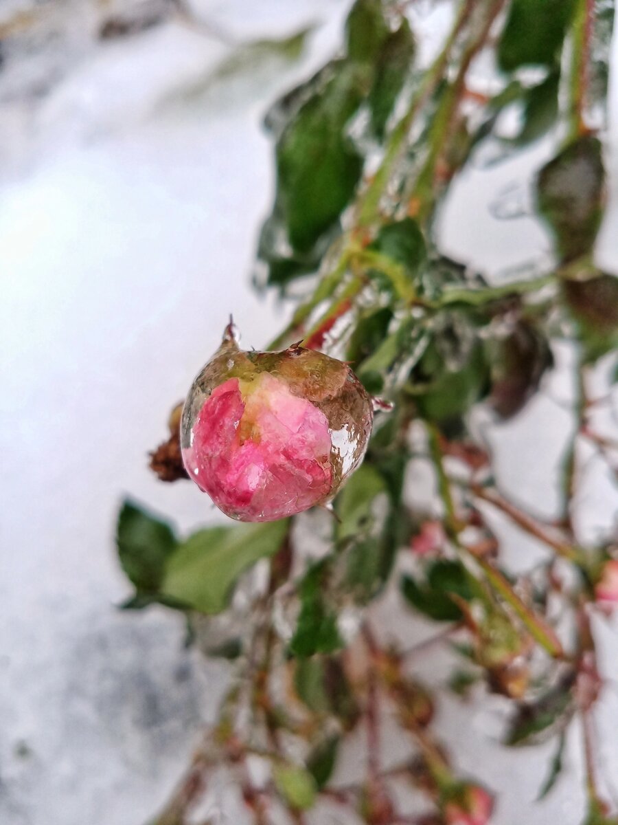 Растения после ледяного дождя. Воронеж в ноябре