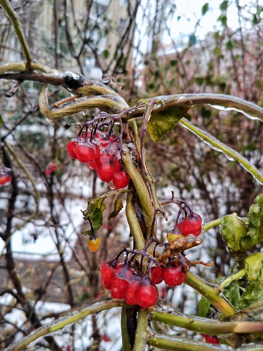 Растения после ледяного дождя. Воронеж в ноябре