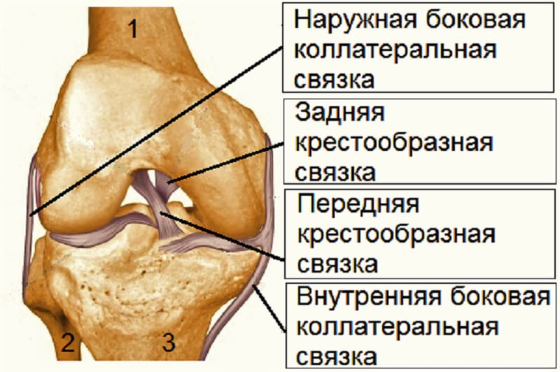 Задняя связки. Боковая крестообразная связка коленного сустава. Внутренняя боковая связка коленного сустава. Наружная боковая связка коленного сустава анатомия. Задняя крестообразная связка коленного сустава анатомия