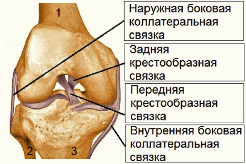 Латеральный травма. Боковая крестообразная связка коленного сустава. Внутренняя боковая связка коленного сустава. Наружная боковая связка коленного сустава анатомия. Задняя крестообразная связка коленного сустава анатомия.