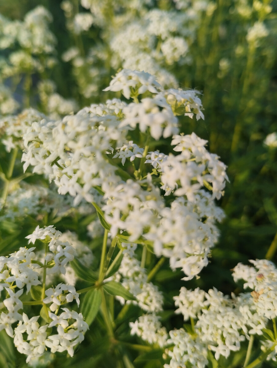 Фото автора.. 