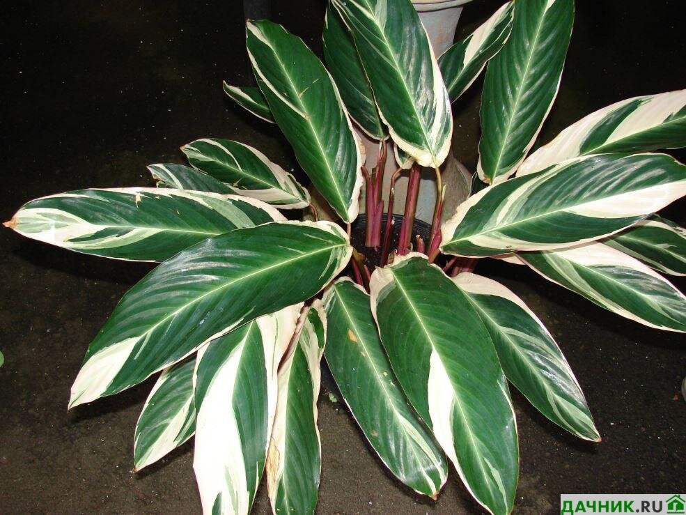 10 Plantas que purificarán el ambiente de tu hogar y oficina Plantas de bambú, P