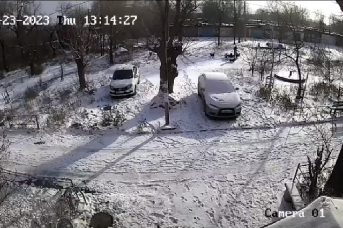    В Орске стая бродячих собак напала на женщину