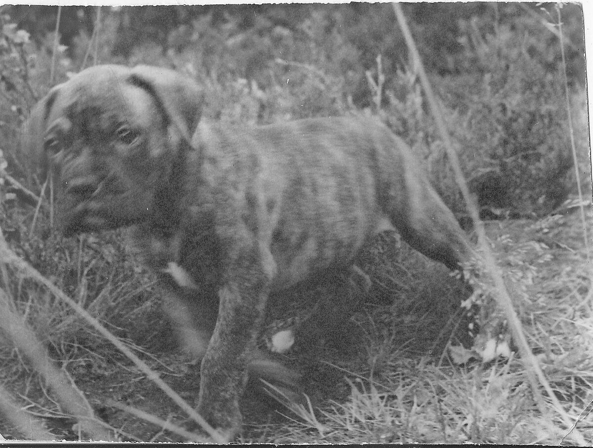 Наш Чен. Самый первый снимок, сделанный во второй день проживания в нашей семье.