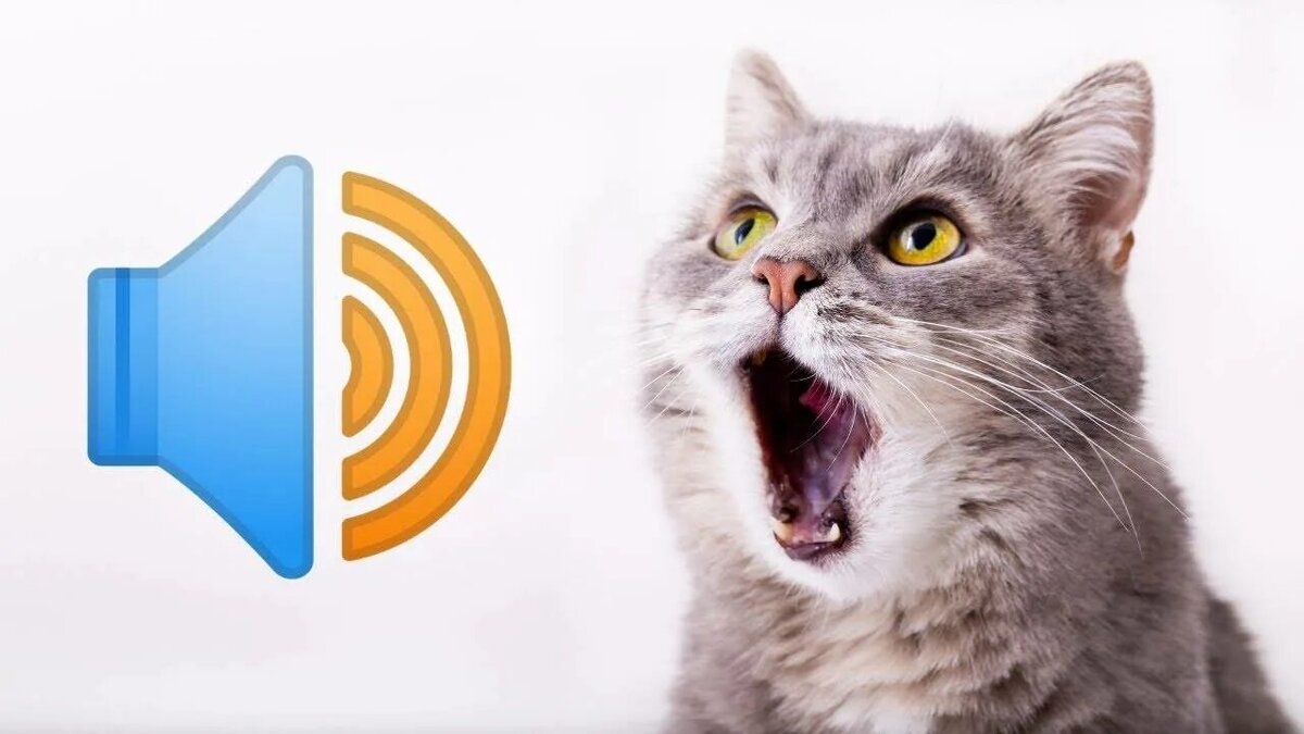 Кот зовущий кошку слушать. Кот зовущий кошку слушать