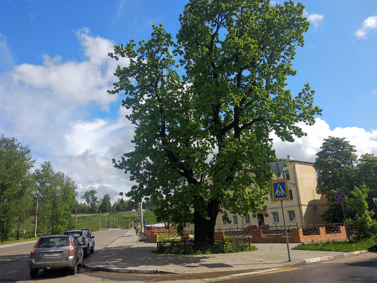 Дуб черешчатый. Фото автора