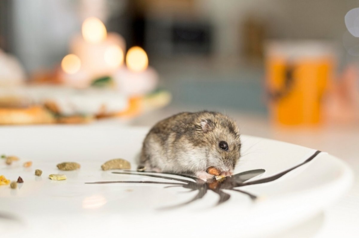    Биолог Хляп посоветовала украинцам обратить внимание на мышиные хвосты