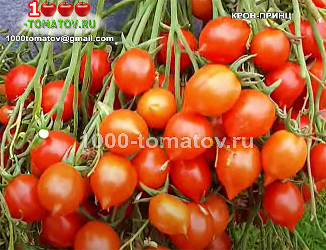 Томат Крон-принц фото 1