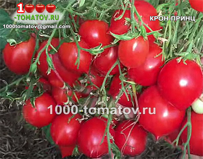 Томат Крон-принц фото 2