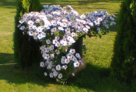 Тидал Сильвер в 20 литровом строительном ведре 