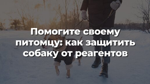 Помогите своему питомцу: как защитить собаку от реагентов