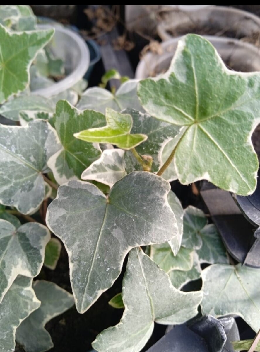 Рассада в теплице