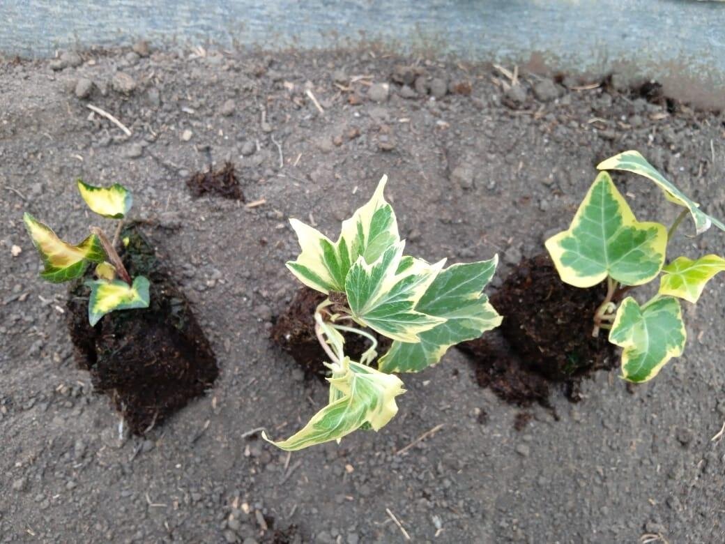 Заказ черенков