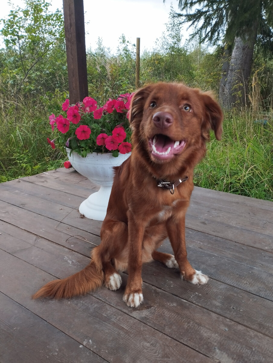 Ирвин - дачник