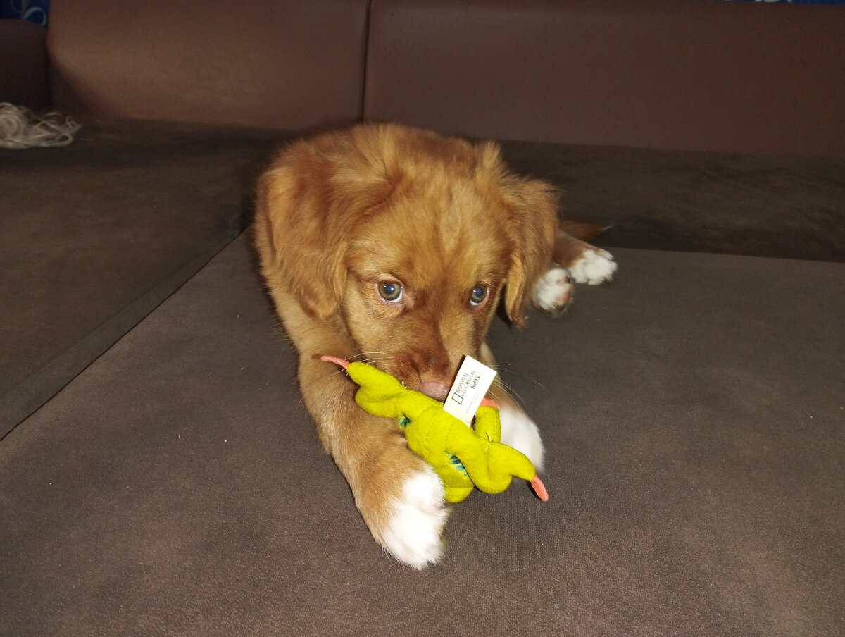 Толлер щенок 2 месяца