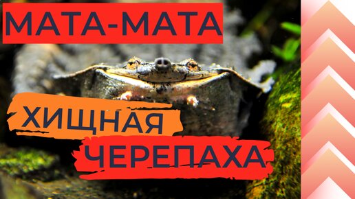 Книжка берегите животных. Берегите животных. Плакат берегите животных Рисунок защитники животных