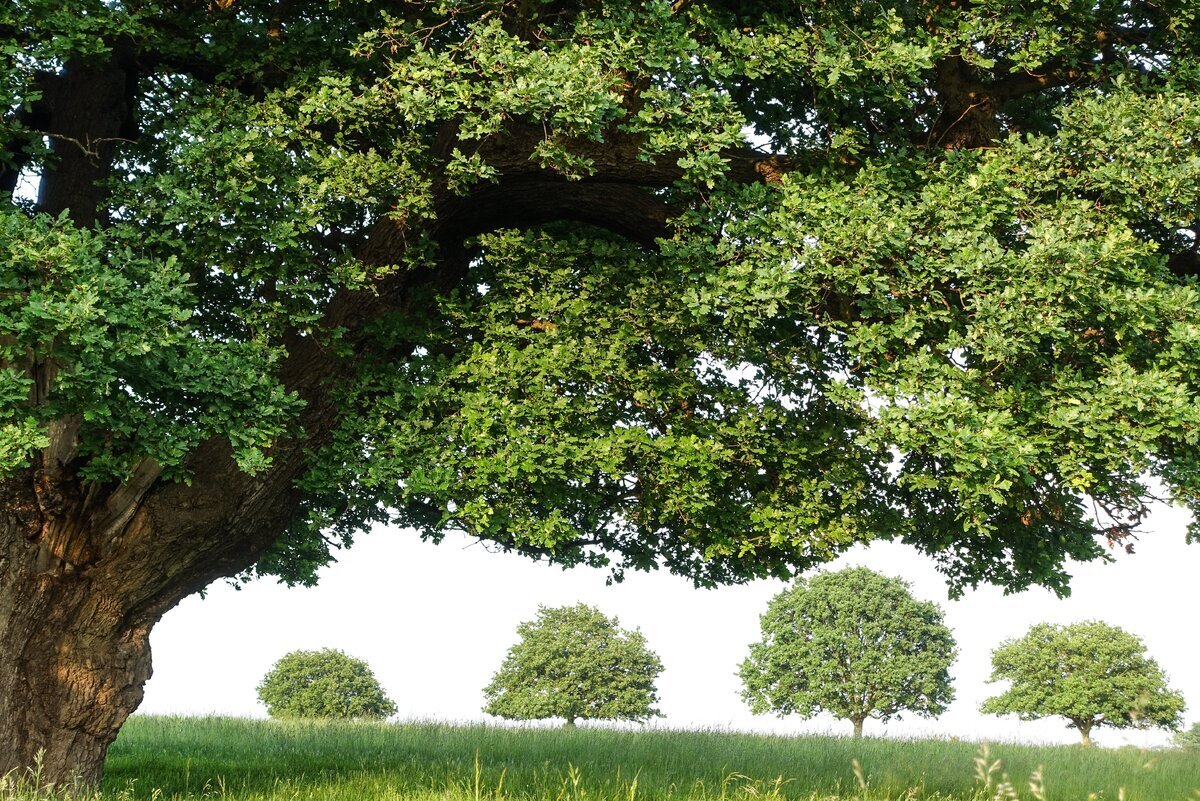 «Сохрани лес»