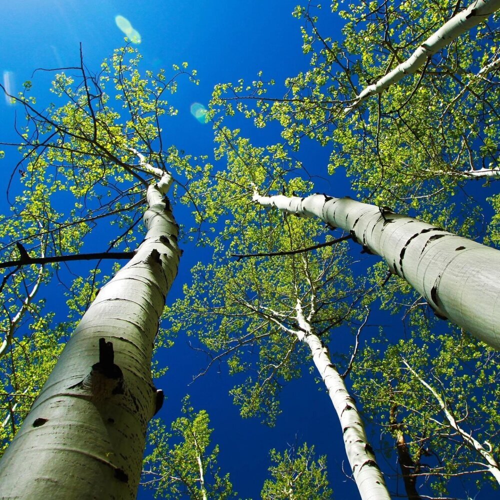 «Сохрани лес»