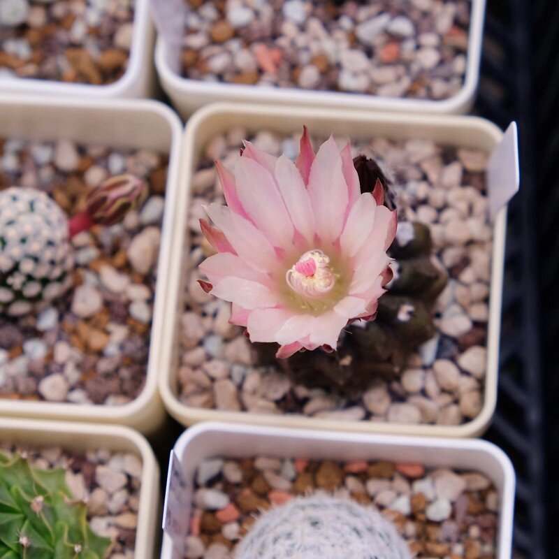 Thelocephala occulta 