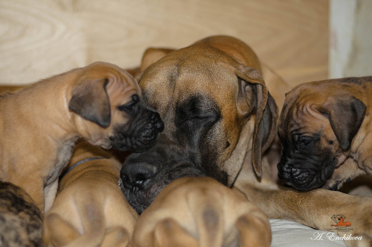 Фаня и её детки. Май 2014. Первый помёт в нашем питомнике.