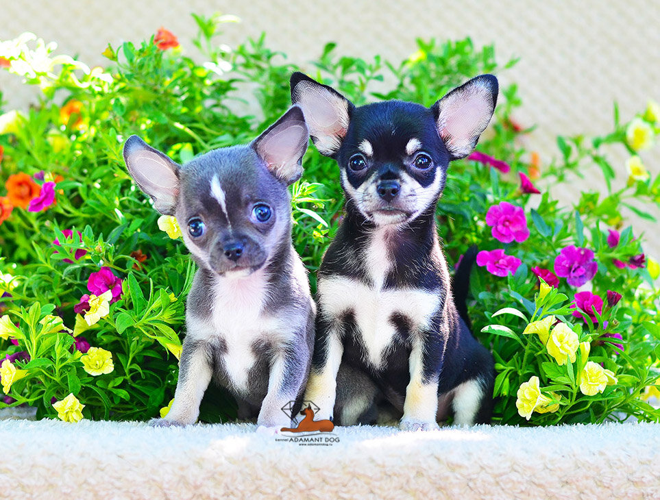Щенки чихуахуа.