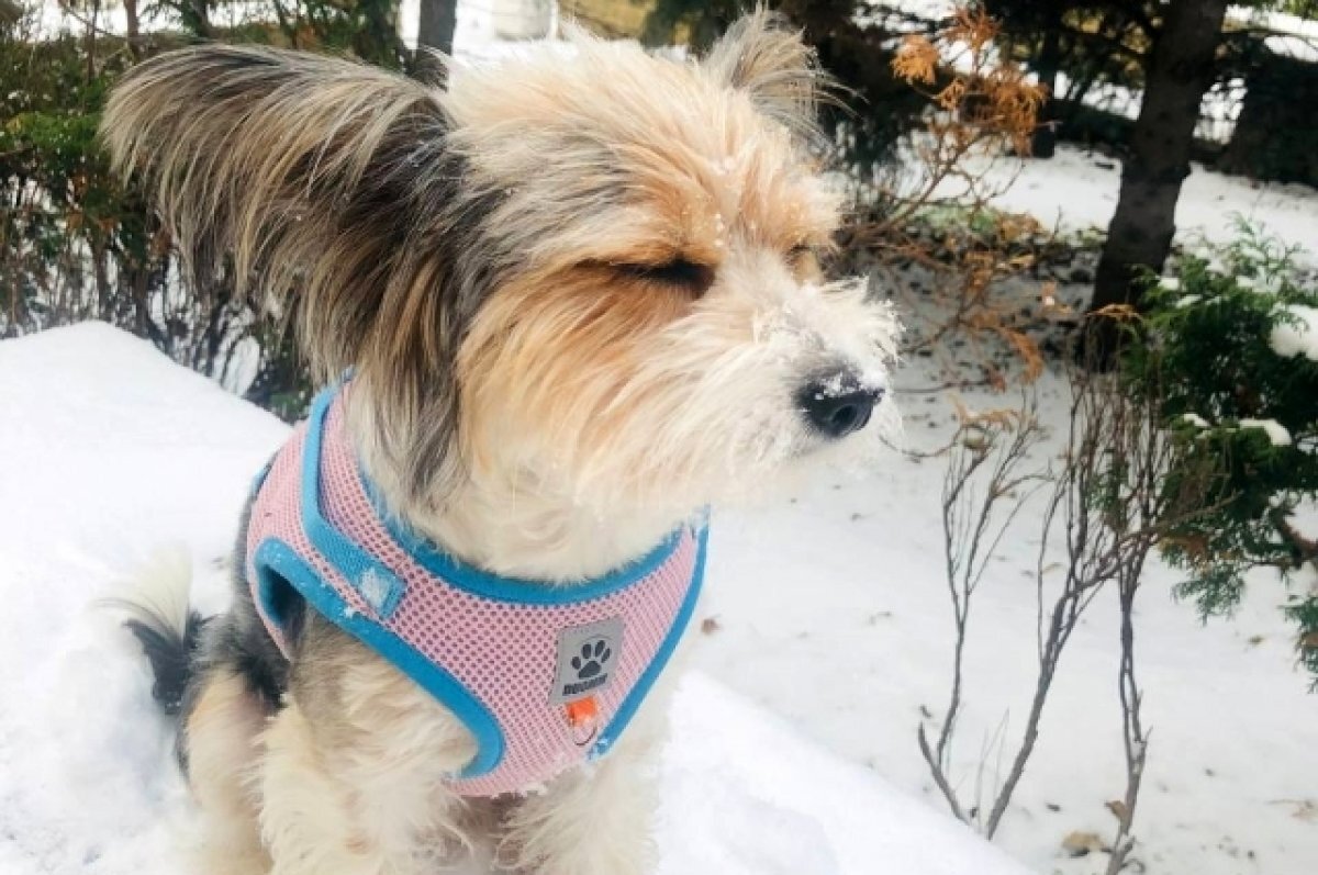    В Ростове 24 ноября резко потеплеет, будет ветрено и пойдёт дождь