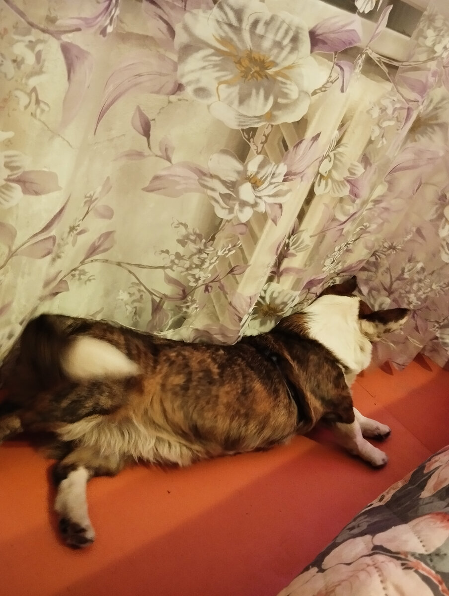 Сон около тёплой батареи- одно из жизненных наслаждений собаки) 