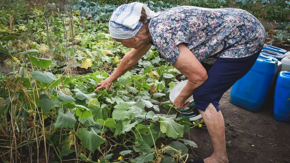     Правительство запретило с 23 ноября 2023 года импорт семян и посадочного материала из Нидерландов. Разумеется, всё якобы во благо отечественного сельского хозяйства. Но побочный эффект от такой заботы перечеркивает все плюсы.