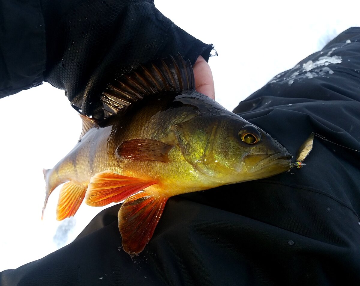 Я, конечно, не фанат ловли на блесны, так как предпочитаю балансиры, но все же иногда и их макаю в надежде на поимку окуня )))