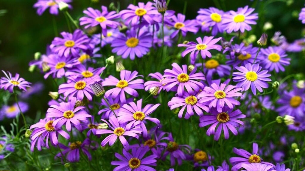 Красивые кустарники для сада. Рододендрон спирея. Красивые кустарники для сада. Цветущая весна. В моем саду цветут цветы.